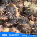 China Meeresfrüchte Gefrorene See Gurke